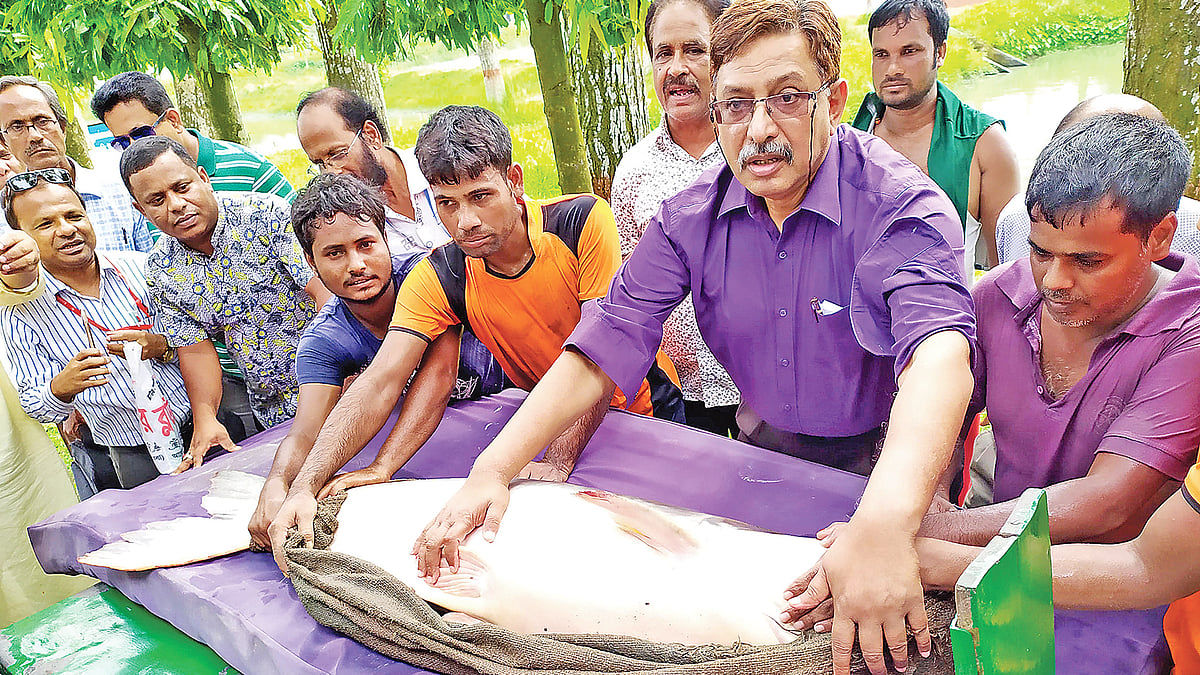 কর্মশালা শেষে গবেষণা পুকুরের ৮০ কেজি ওজনের পাঙাশ মাছ দেখাচ্ছেন বাংলাদেশ মৎস্য গবেষণা ইনস্টিটিউটের পরিচালক মো. খলিলুর রহমান। ছবি: প্রথম আলো