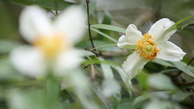নাগেশ্বর। নাগচম্পা বা নাগকেশর নামেও পরিচিত।
