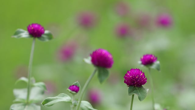 ব্যাচেলর বাটন। এখানে বোতাম ফুল নামে পরিচিত।