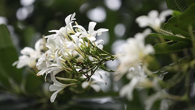 কাঠগোলাপের আরেকটি প্রজাতি। পাপড়িগুলো ছড়ানো।