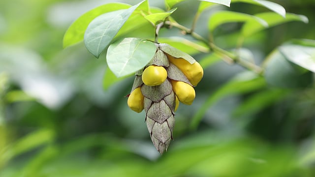 ভাদ্রা ফুল। এই ফুল প্রধানত ভাদ্র মাসে বেশি ফোটে বলে নাম হয়েছে ভাদ্রা