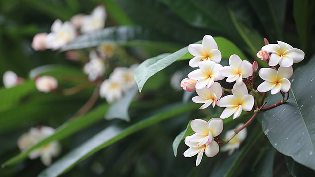 কাঠগোলাপ। বাংলাদেশে কয়েকটি রঙের কাঠগোলাপ চোখে পড়ে।