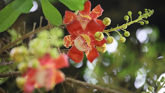 নাগলিঙ্গম। উঁচু গাছের নিচের অংশেও ফুল ফোটে।