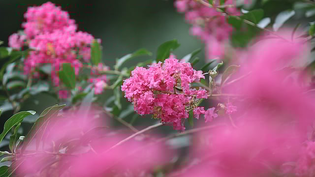 ফুরুস। গুল্মজাতীয় উদ্ভিদ।