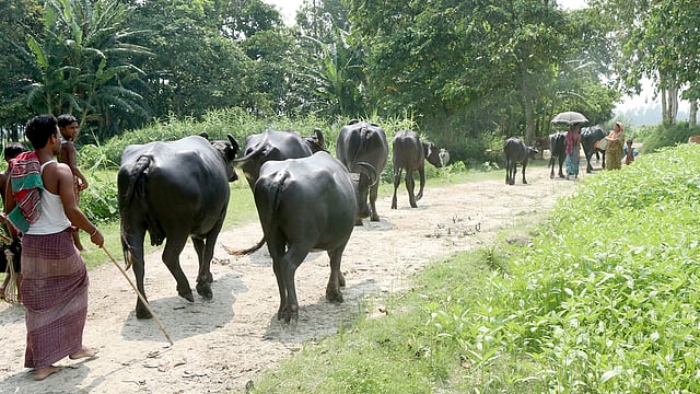 মহিষের পাল নাইতে নিয়ে যাওয়া হচ্ছে যমুনায়