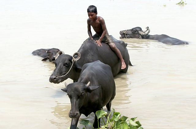 পানি থেকে তুলে আনা