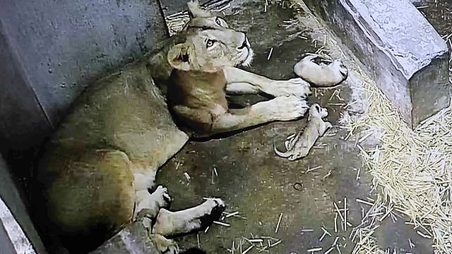 সিংহীসহ শাবক। ছবি: ভাস্কর মুখার্জি