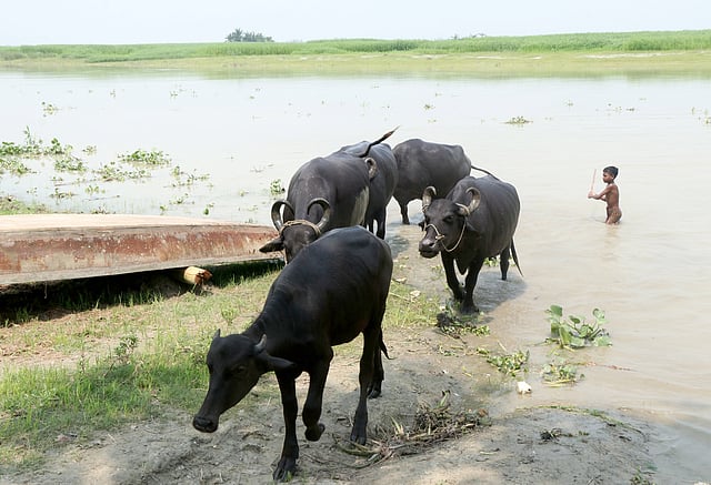 শরীর জুড়িয়ে ফিরে আসছে মহিষগুলো