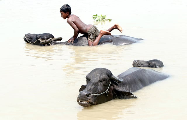 দুরন্ত রাখাল বালক