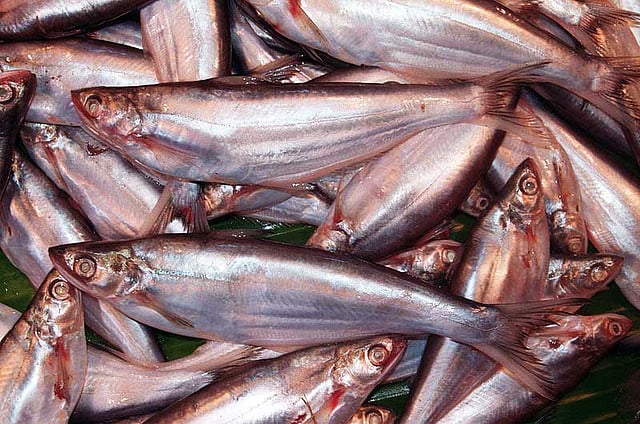 বাচা গোত্রের আর একটি মাছ ঘাউরা। ছবি: উইকিমিডিয়া কমনস