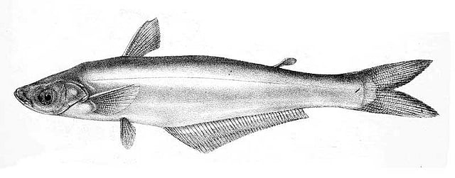 বাচা গোত্রের শিলং মাছ। ছবি: উইকিমিডিয়া কমনস