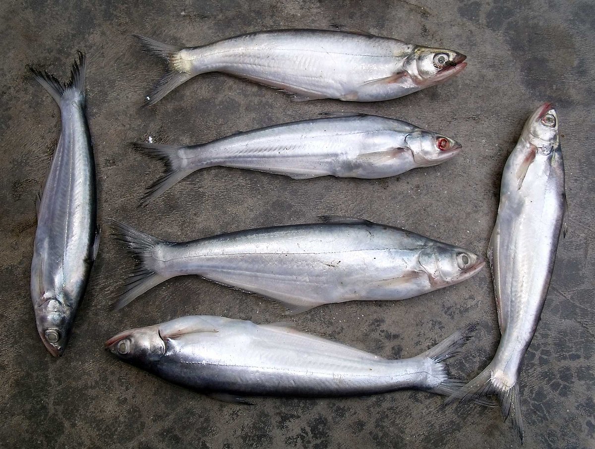 বাচা মাছ। ছবি: লেখক