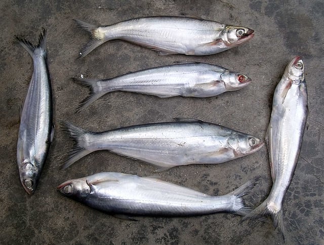 বাচা মাছ। ছবি: লেখক