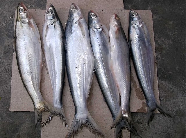 অনেক দেশীয় মাছের মতো বাচা মাছও বিলুপ্তির পথে। ছবি: লেখক