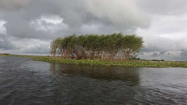 আড়িয়াল বিল। গত বছরের ছবি। ছবি: সুহাদা আফরিন