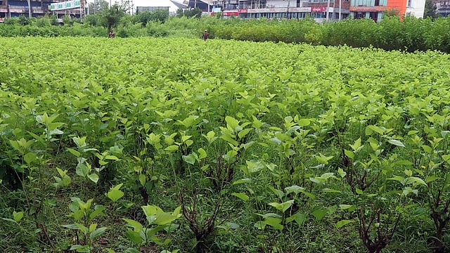 রাজশাহীর বোয়ালিয়া বন্দরকে কেন্দ্র করে বিস্তৃত অঞ্চল জুড়ে তুঁতের চাষ হতো। ছবি: শহীদুল ইসলাম