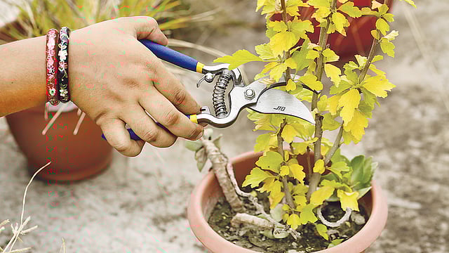 সেকেচার কাটবে অপ্রয়োজনীয় ডালপালা