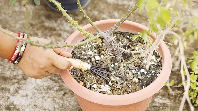 নিড়ানি আলগা করবে শক্ত মাটি