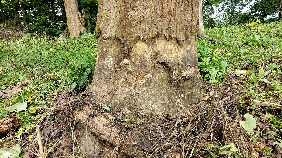 মৌলভীবাজারের জুড়ী উপজেলার লাঠিটিলা সংরক্ষিত বনের চাম্পাটিলা এলাকায় একটি গাছের গোড়া ছেঁটে রাখা হয়েছে। এতে কয়েক মাসের মধ্যেই গাছটি শুকিয়ে মারা যাবে। ছবি: কল্যাণ প্রসূন