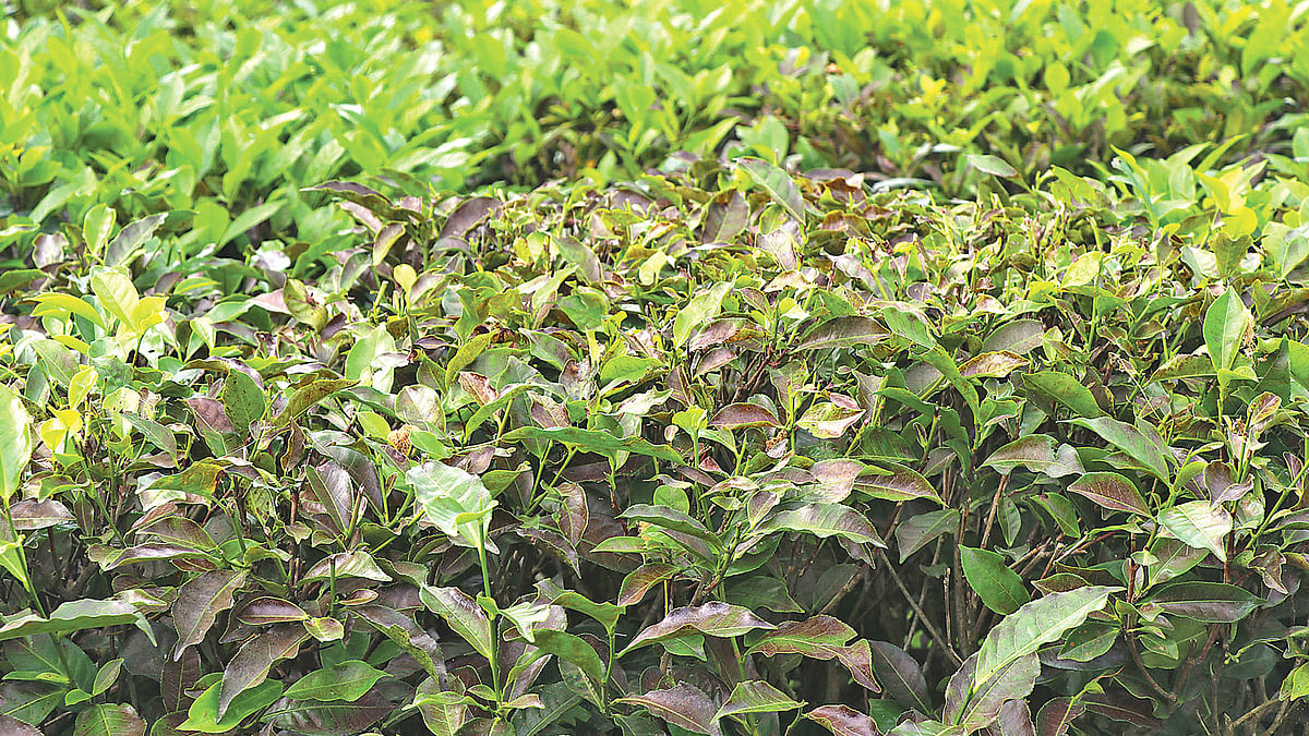 লাল মাকড়সার আক্রমণে চা–গাছের সবুজ পাতা লাল ও কালচে হয়ে গেছে। প্রথম আলো