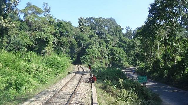 লাউয়াছড়া জাতীয় উদ্যান। ফাইল ছবি