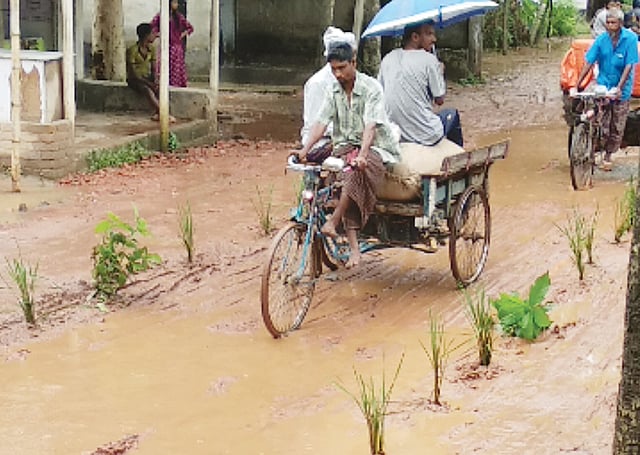 সাদুল্যাপুর-ধাপেরহাট সড়কটি সংস্কারের দাবিতে রাস্তার কাদায় ধানের চারা রোপণ করেন এলাকাবাসী। গত বৃহস্পতিবার ধাপেরহাট পল্টন মোড়ে।  প্রথম আলো