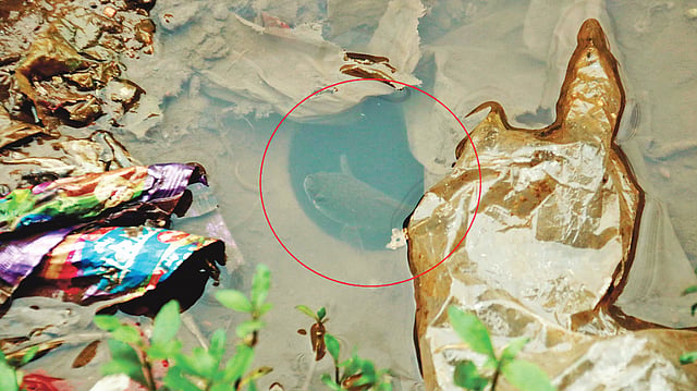 সড়কে জমে থাকা পানিতে ছুটে বেড়াচ্ছে মাছ।  গত  বৃহস্পতিবার সকালে।  প্রথম আলো