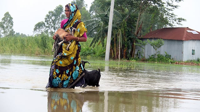 নিজেদের পাশাপাশি দেখভাল করতে হচ্ছে গবাদিপশুগুলোরও।