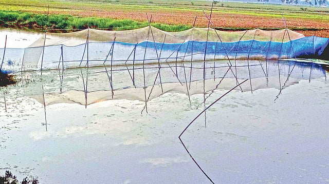 বগুড়ার শেরপুরে খামারকান্দি ইউনিয়নের চেংগাড়ী খালে বেড়া দিয়ে মাছ চাষ করা হচ্ছে।  প্রথম আলো