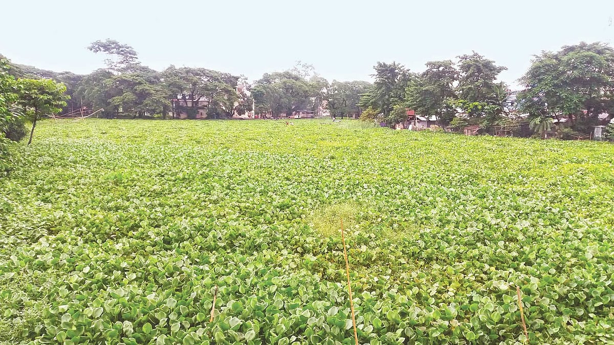 জগন্নাথপুরের নলজুর নদীতে কচুরিপানা স্তূপ। গতকাল নলজুর নদীর উপজেলা পরিষদের সামনে। ছবি: প্রথম আলো