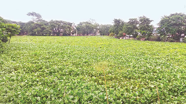 জগন্নাথপুরের নলজুর নদীতে কচুরিপানা স্তূপ। গতকাল নলজুর নদীর উপজেলা পরিষদের সামনে।  ছবি: প্রথম আলো