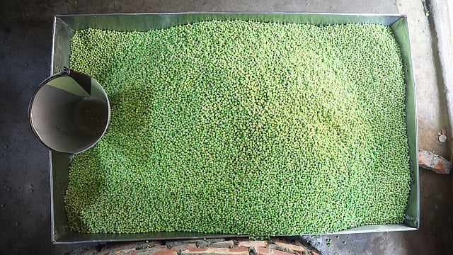 এই মটরদানাগুলো রঙে ভেজানো হবে।