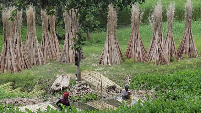 জ্বালানি হিসেবে ব্যবহারের পাশাপাশি পাটকাঠি বিক্রিও হয়, তাই এটিও সযত্নে শুকানো হয়