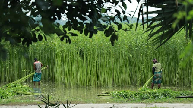 কিছু জমির পাট কাটা শুরু হয়েছে