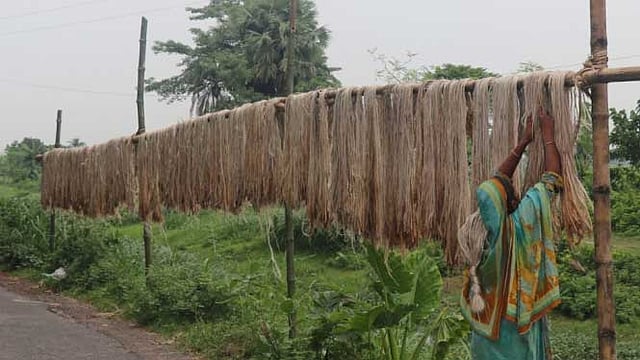 শুকানো হচ্ছে পাট