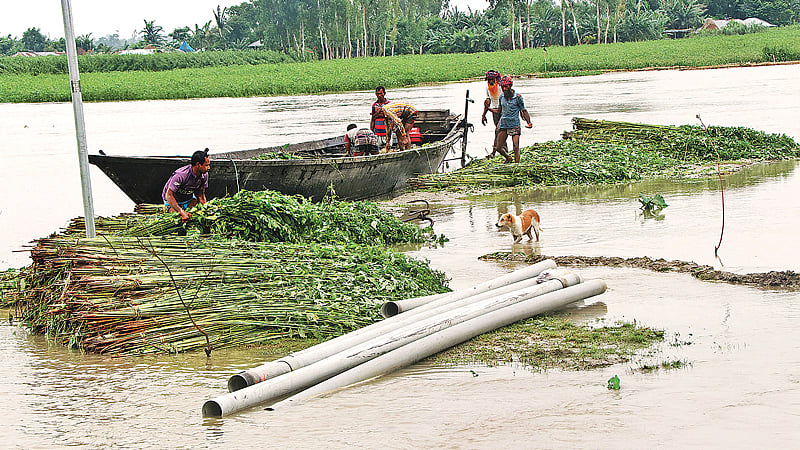 স্রোতের তোড়ে ভেসে যাচ্ছে জলাশয়ে জাগ দেওয়া পাট। গতকাল বগুড়ার সারিয়াকান্দি উপজেলার বিরামের পাঁচগাছি চর এলাকায়।  ছবি: সোয়েল রানা