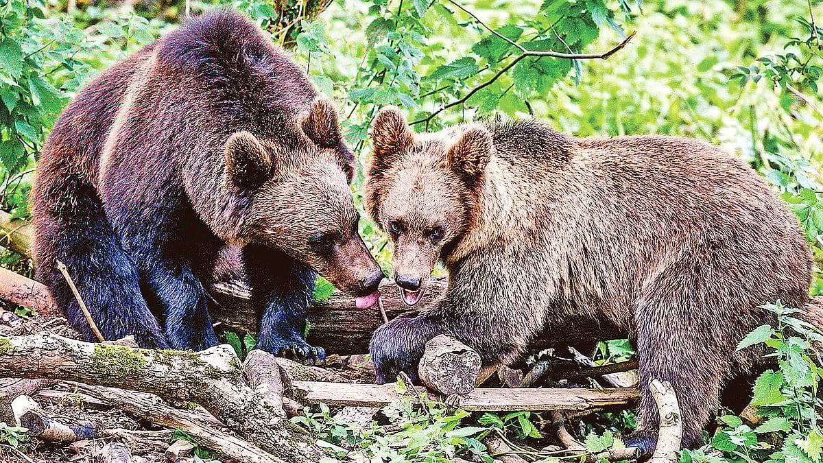 ইউরোপীয় বাদামি ভালুক।  ছবি: গার্ডিয়ান