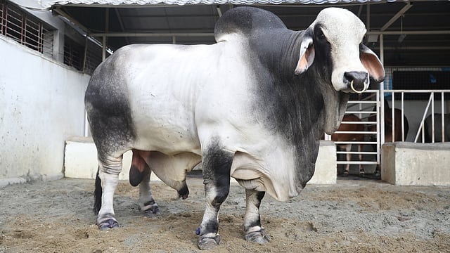 ব্রাহমা জাতের এই গরুর নাম ‘বস’। গরুটির ওজন সাড়ে ১৩ শ কেজি। মোহাম্মদপুর, ঢাকা, ১৮ জুলাই। ছবি: আবদুস সালাম