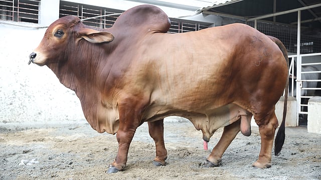 লাল রঙের এই গরুটি নাম  ‘মেসি’। ওজন ১২ শ কেজি। মোহাম্মদপুর, ঢাকা, ১৮ জুলাই। ছবি: আবদুস সালাম