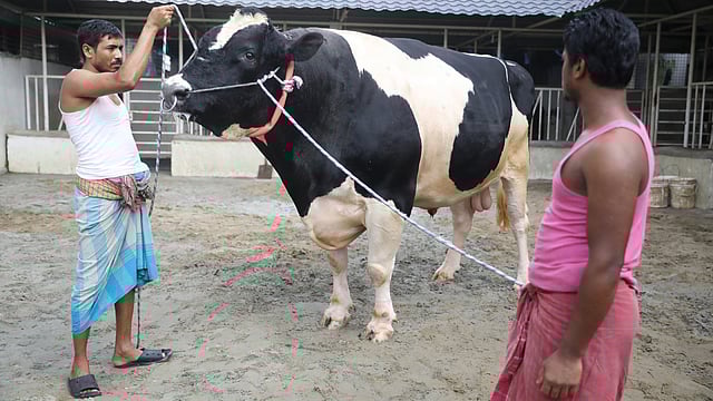 সাদিক অ্যাগ্রো খামারের থাকা গরুটির নাম ‘টাইটানিক’। ওজন ১৫শ কেজি। মোহাম্মদপুর, ঢাকা, ১৮ জুলাই। ছবি: আবদুস সালাম