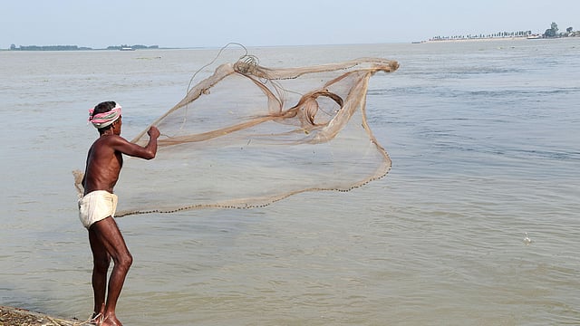 মাছ ধরতে জাল ফেলা হচ্ছে