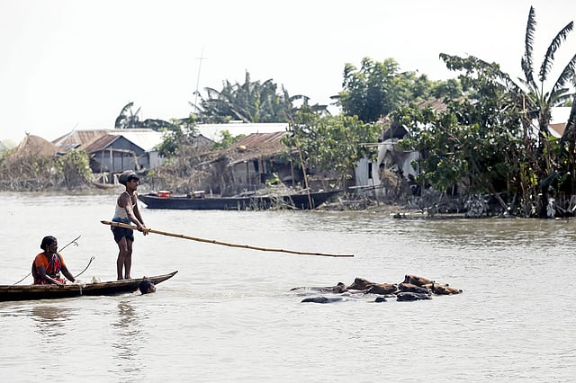 বন্যার পানিতে সাঁতরে যাচ্ছে গবাদিপশু