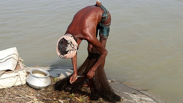 জাল থেকে মাছ সংগ্রহ করছেন জেলে