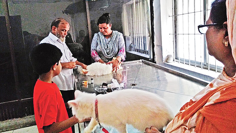 অসুস্থ পশুর অস্ত্রোপচার করা হচ্ছে। সম্প্রতি পুরান ঢাকার কাজী আলাউদ্দিন রোডের ভেটেরিনারি হাসপাতালে। ছবি: প্রথম আলো
