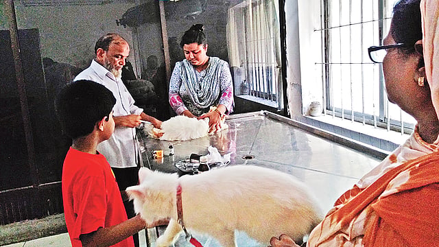 অসুস্থ পশুর অস্ত্রোপচার করা হচ্ছে। সম্প্রতি পুরান ঢাকার কাজী আলাউদ্দিন রোডের ভেটেরিনারি হাসপাতালে।  ছবি: প্রথম আলো