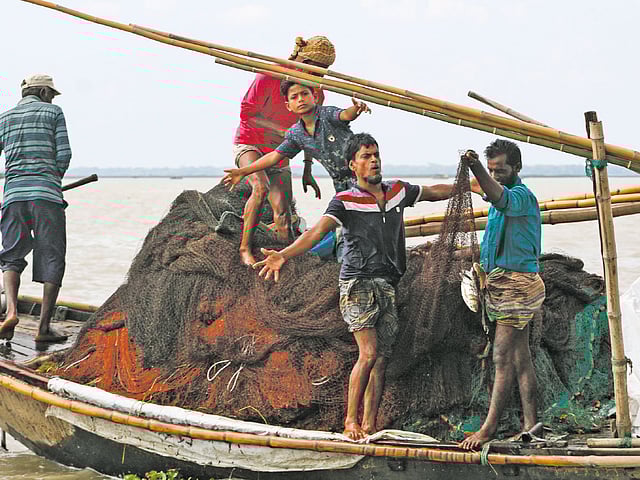 অবশেষে জালে ধরা পড়েছে ইলিশ। ছবি: লেখক