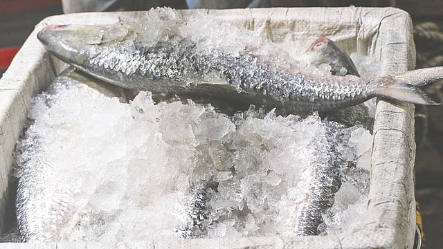 আড়তে এসেছে তাজা ইলিশ। বরফে চড়ে যাবে সারা দেশে