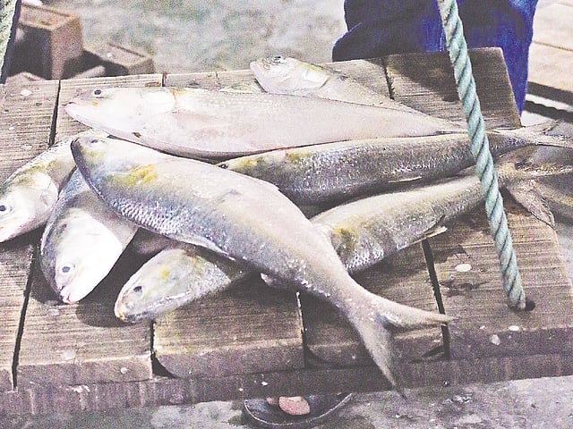 আড়তে ইলিশ বিক্রি হয় মণ দরে। ছবি: নকশা