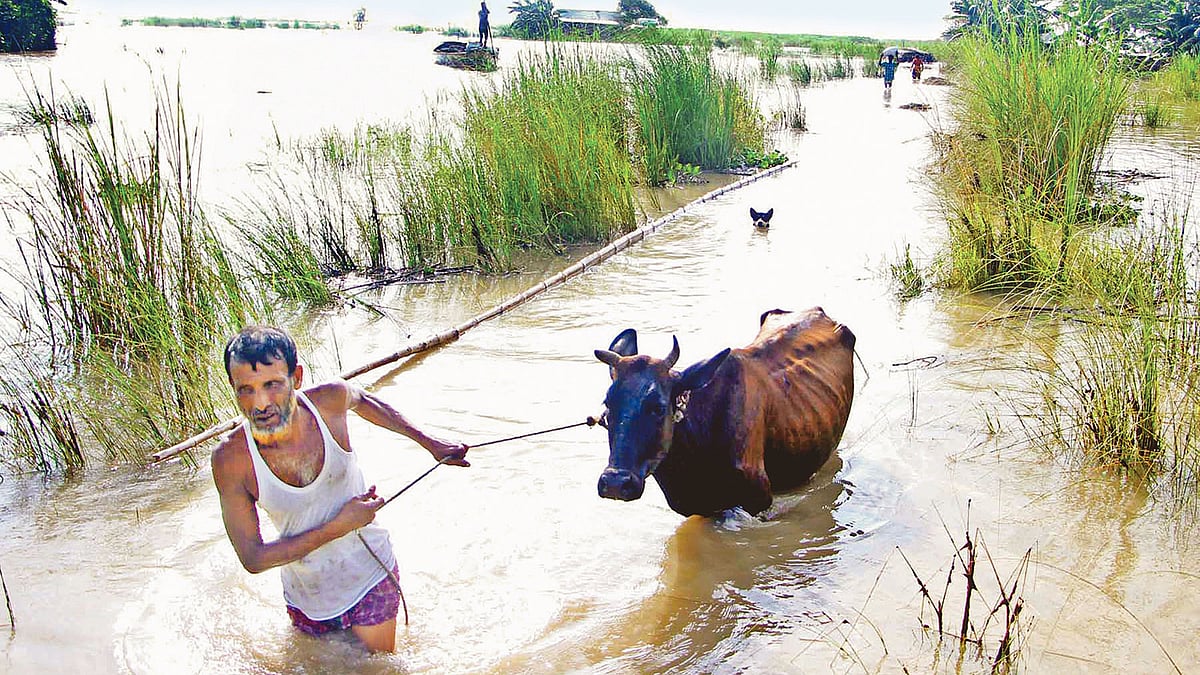 ফরিদপুরের বন্যা উপদ্রুত এলাকায় গবাদিপশু ও গোখাদ্য নিয়ে বিপাকে পড়েছেন কৃষকেরা। গবাদিপশু নিয়ে নিরাপদ আশ্রয়ের খোঁজে চর গোপালপুর গ্রামের হালিম চৌধুরী। গতকাল চরভদ্রাসন উপজেলার চর ঝাউকান্দায়।  ছবি: প্রথম আলো
