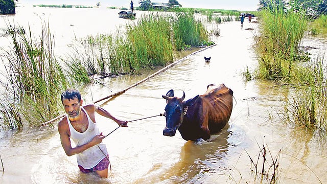 ফরিদপুরের বন্যা উপদ্রুত এলাকায় গবাদিপশু ও গোখাদ্য নিয়ে বিপাকে পড়েছেন কৃষকেরা। গবাদিপশু নিয়ে নিরাপদ আশ্রয়ের খোঁজে চর গোপালপুর গ্রামের হালিম চৌধুরী। গতকাল চরভদ্রাসন উপজেলার চর ঝাউকান্দায়।  ছবি: প্রথম আলো